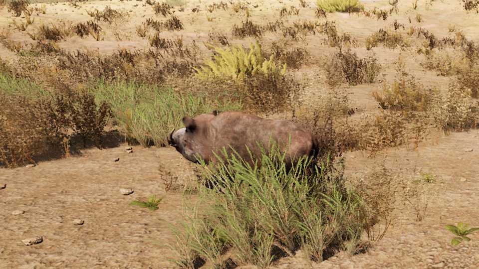 Bush Pig